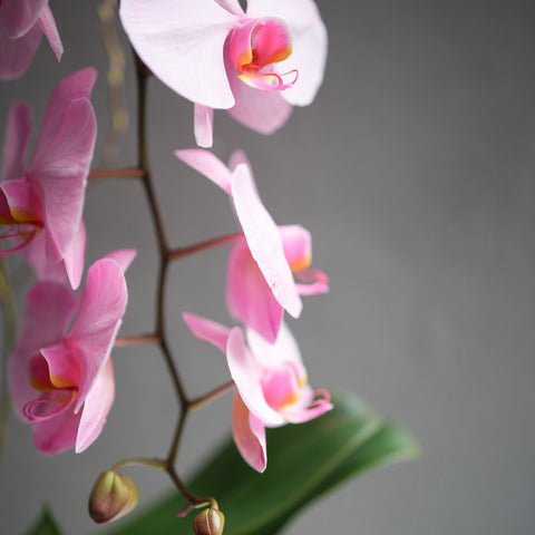 Light Pink Orchid Arrangement
