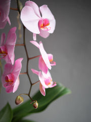 Light Pink Orchid Arrangement