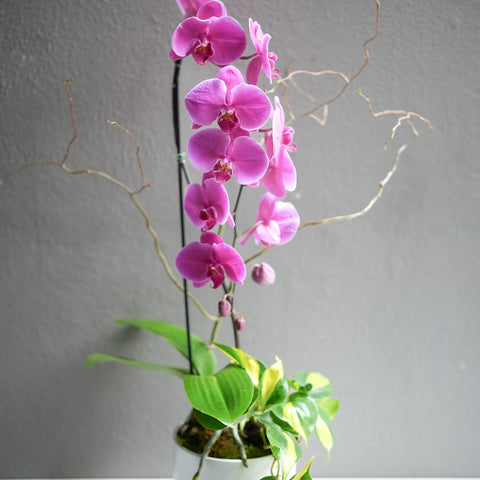 Hot Pink Orchid Arrangement