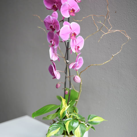 Hot Pink Orchid Arrangement