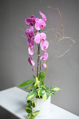 Hot Pink Orchid Arrangement