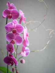 Hot Pink Orchid Arrangement