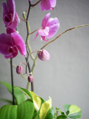 Hot Pink Orchid Arrangement