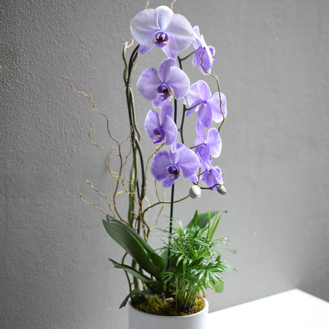 Soft Purple Orchid Arrangement
