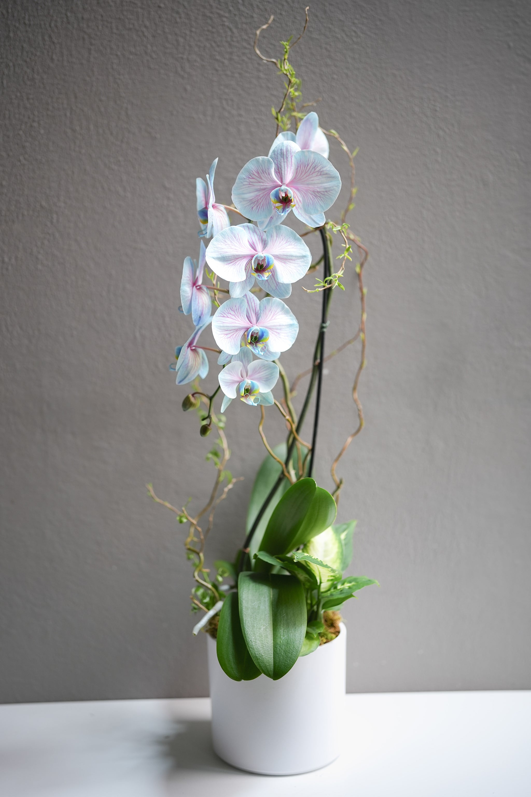 Dyed Blue Orchid Arrangement