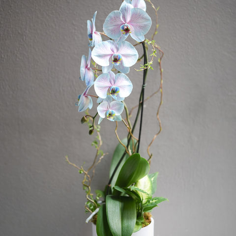 Dyed Blue Orchid Arrangement
