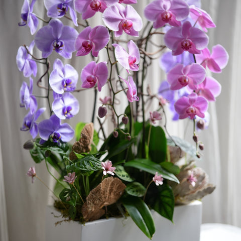 Wild Orchid