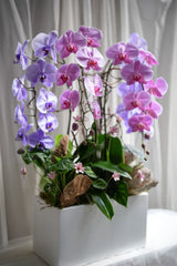 Wild Orchid