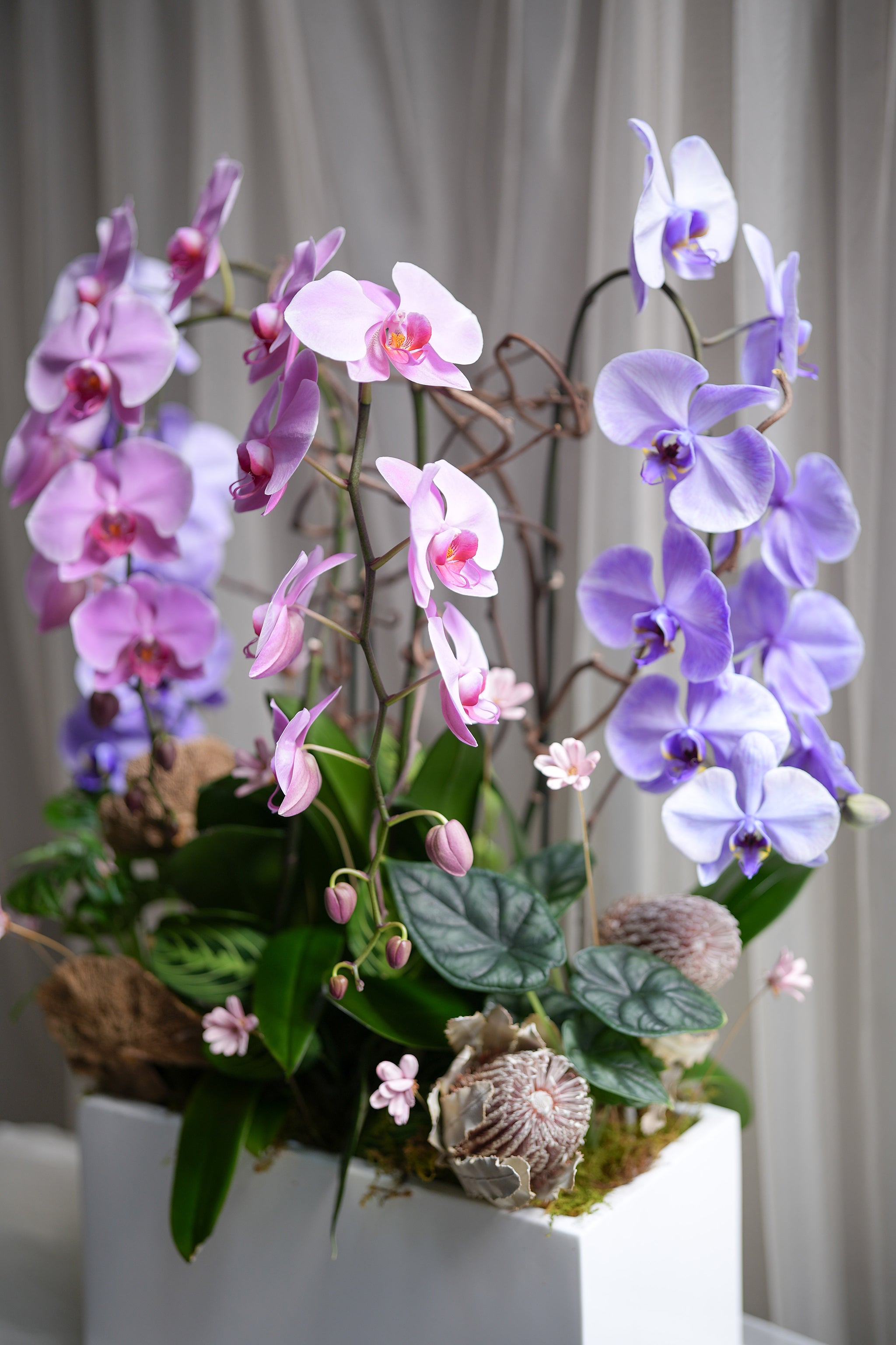 Wild Orchid