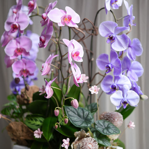 Wild Orchid