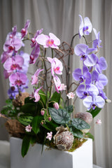 Wild Orchid
