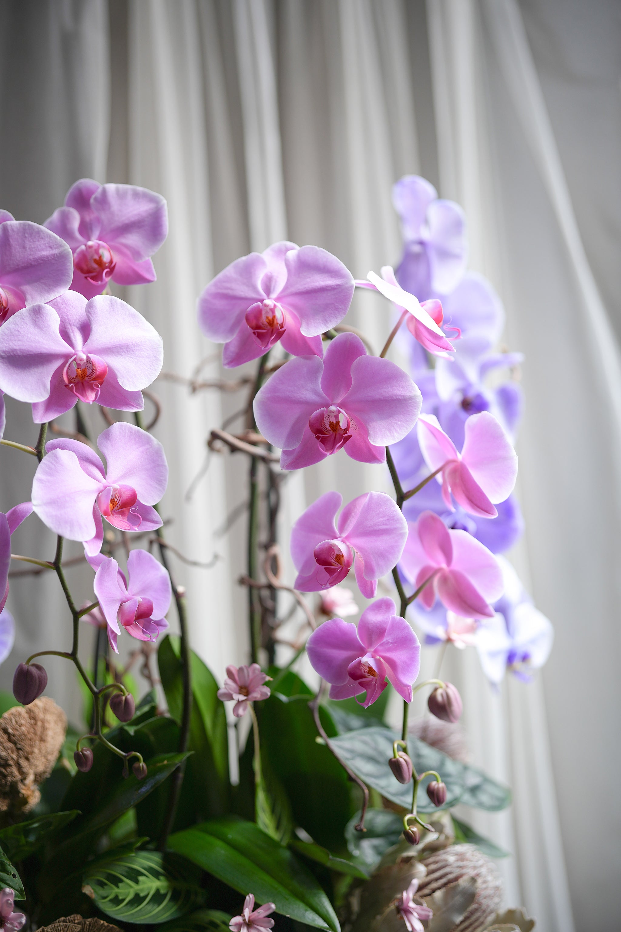 Wild Orchid