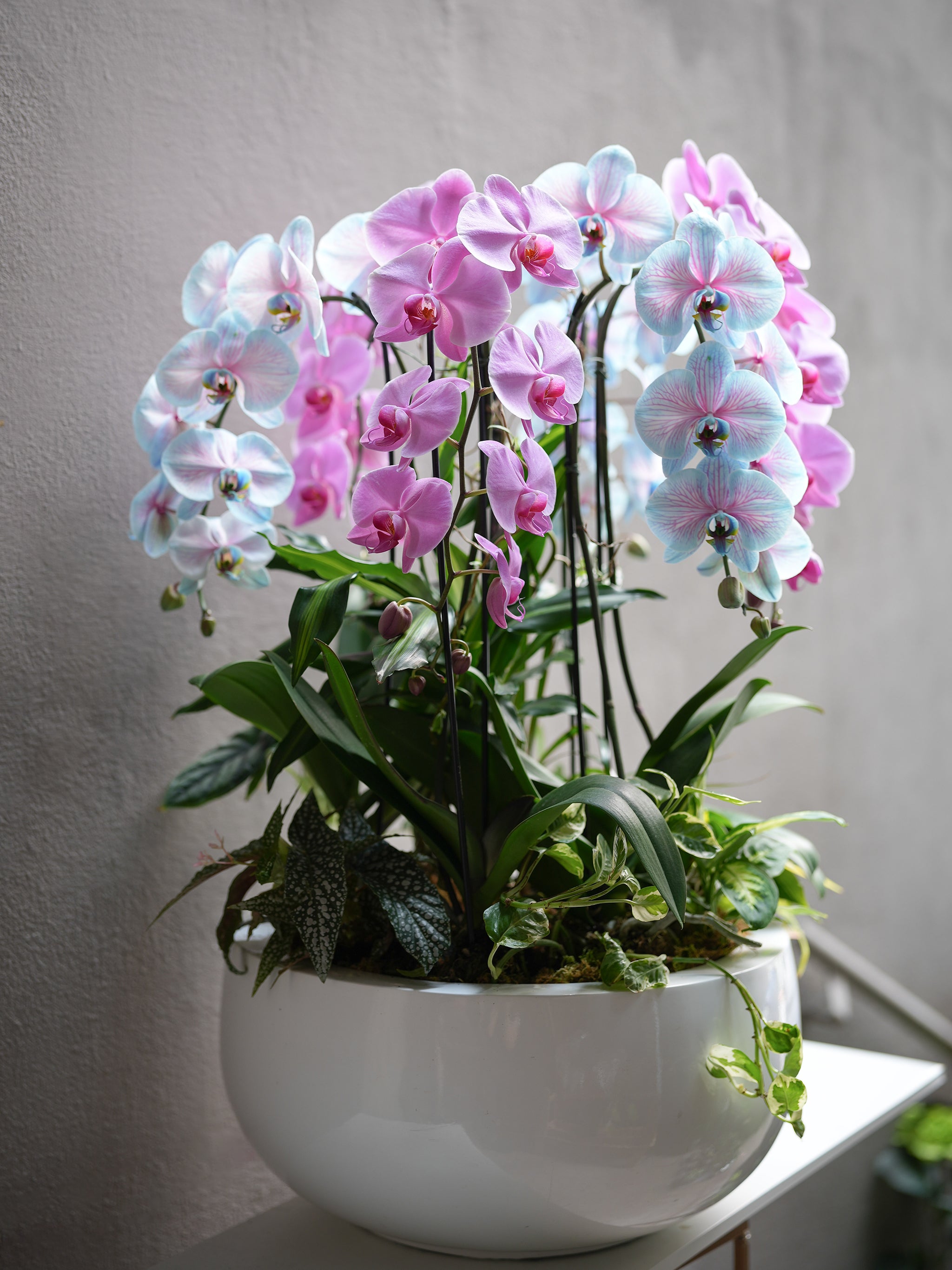 Pink & Blue Orchid Harmony