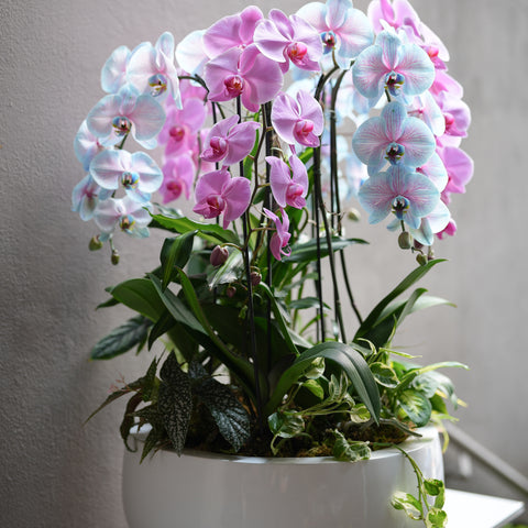 Pink & Blue Orchid Harmony