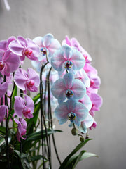 Pink & Blue Orchid Harmony