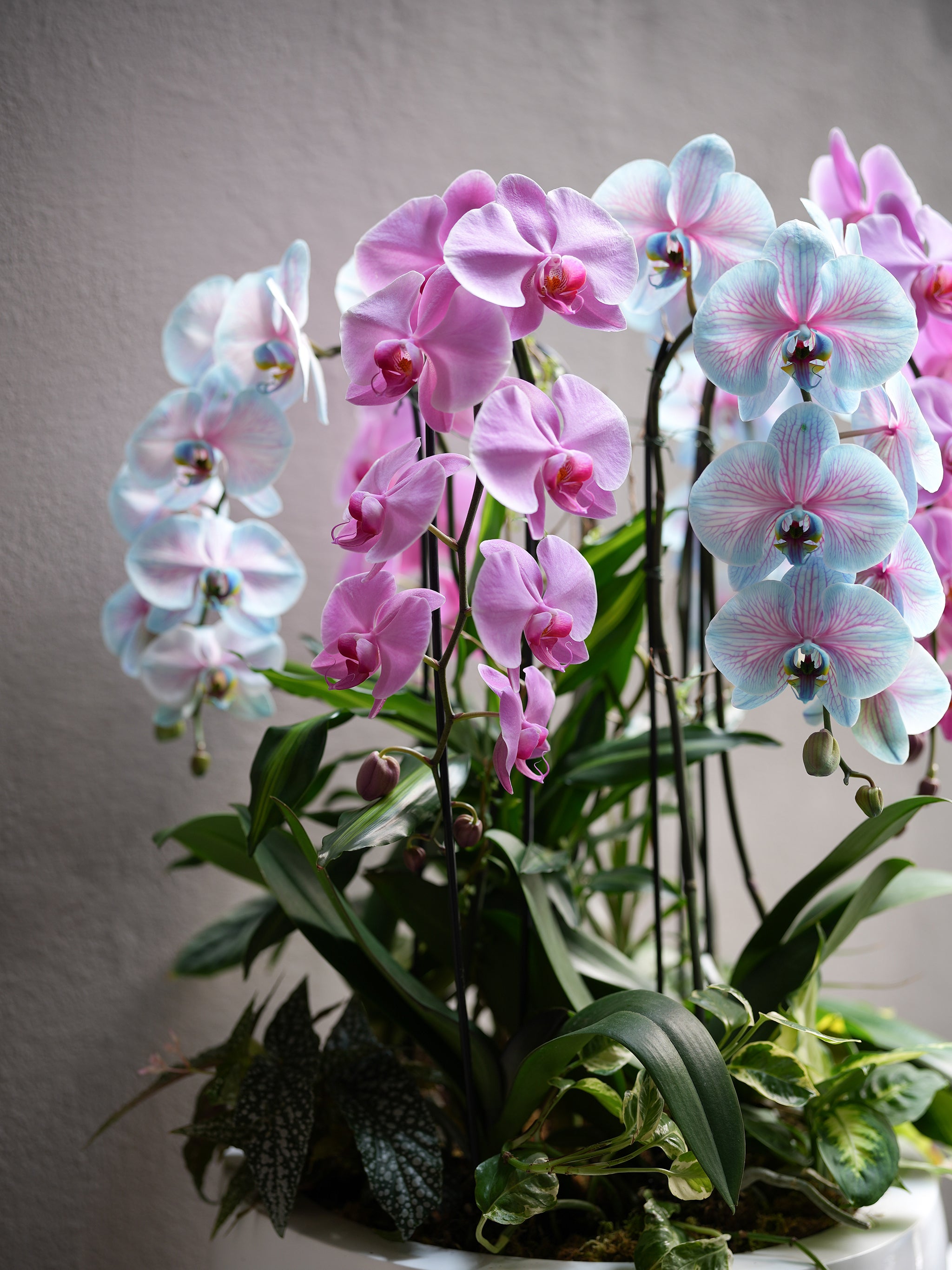 Pink & Blue Orchid Harmony