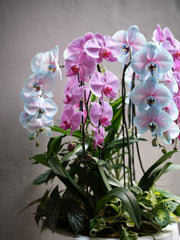 Pink & Blue Orchid Harmony
