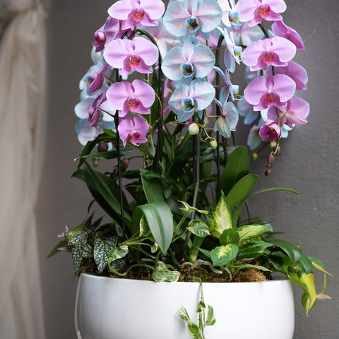 Pink & Blue Orchid Harmony