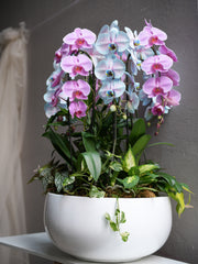 Pink & Blue Orchid Harmony