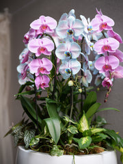 Pink & Blue Orchid Harmony
