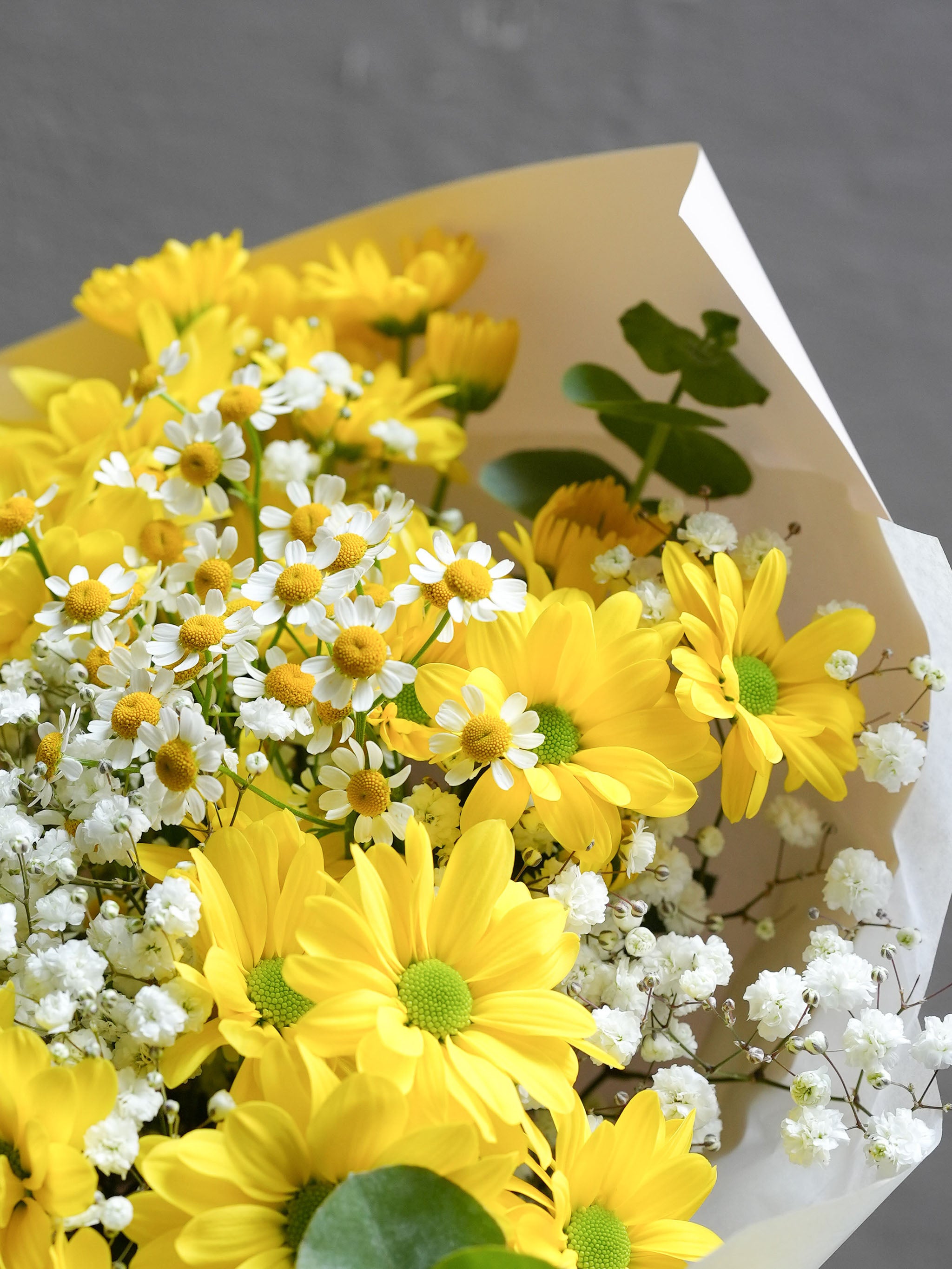 Daisy Daylight