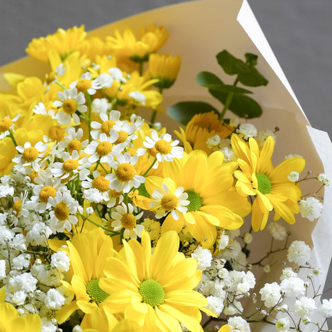 Daisy Daylight