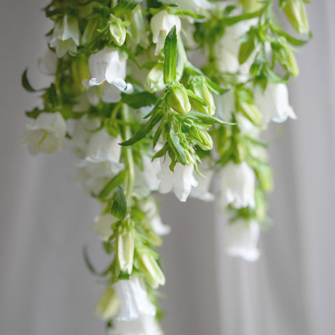Campanula Cascading Bouquet