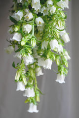 Campanula Cascading Bouquet