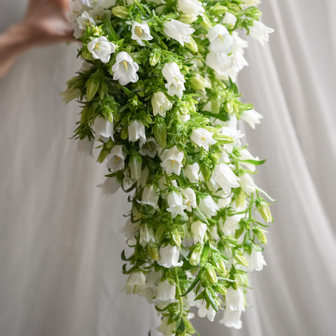 Campanula Cascading Bouquet