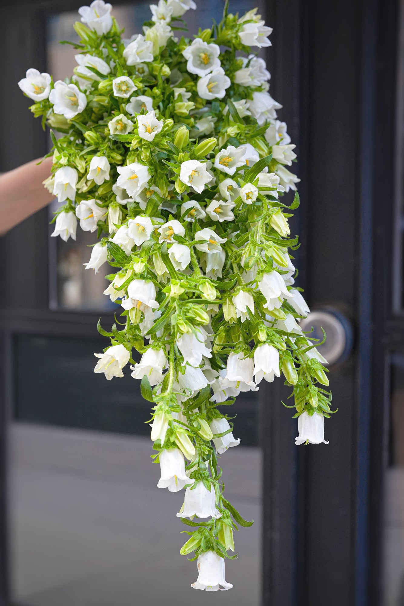 Campanula Cascading Bouquet