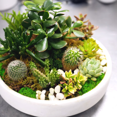 Succulent Oasis