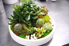 Succulent Oasis