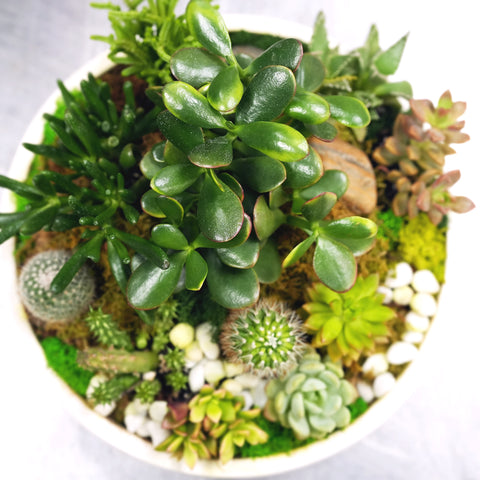 Succulent Oasis