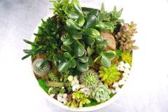 Succulent Oasis