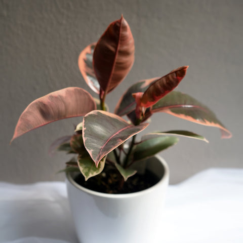 Ruby Rubber Tree 5.5