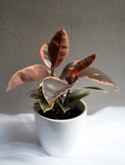 Ruby Rubber Tree 5.5