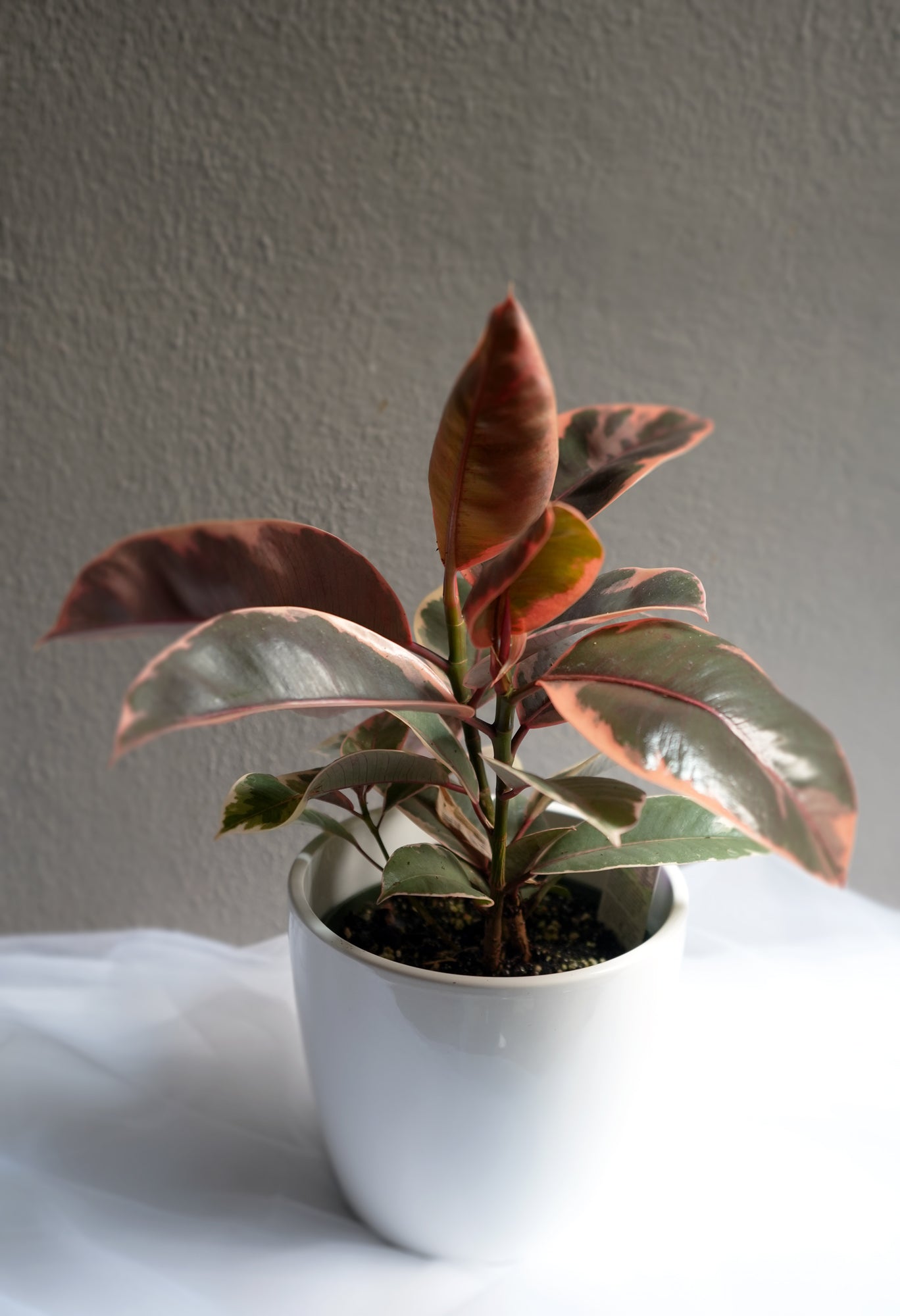 Ruby Rubber Tree 5.5