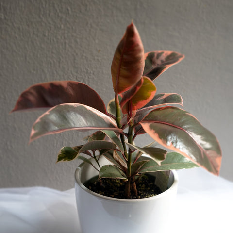 Ruby Rubber Tree 5.5