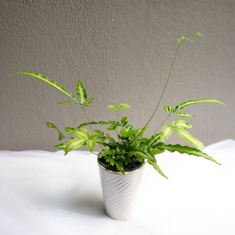 Pteris Cretica Albolineata 3.5