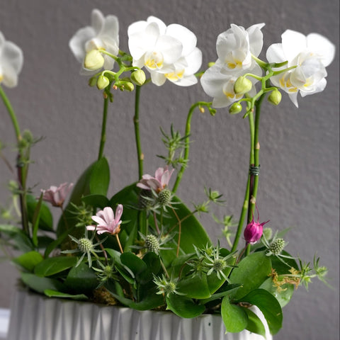 Whispers of White