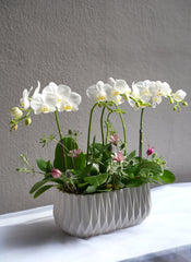Whispers of White