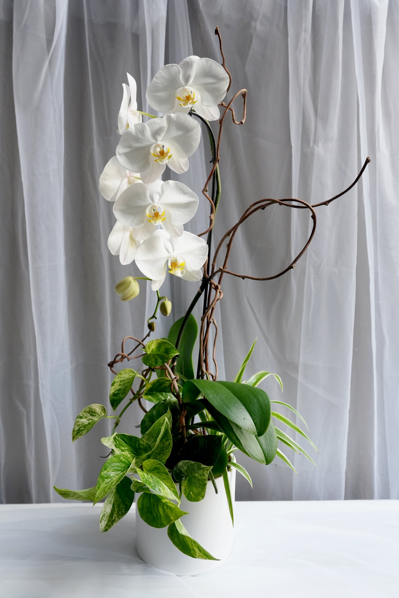 Snow White Orchids Arrangement