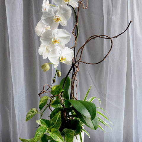 Snow White Orchids Arrangement