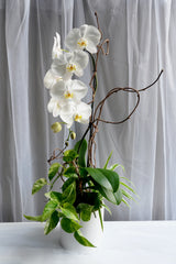 Snow White Orchids Arrangement