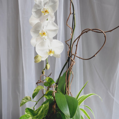 Snow White Orchids Arrangement