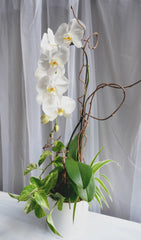 Snow White Orchids Arrangement