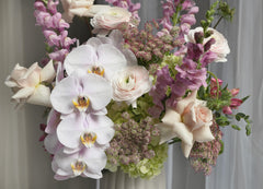 Orchid Aurelia