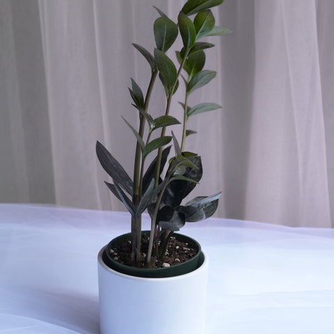 ZZ Plant Black 4