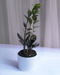 ZZ Plant Black 4