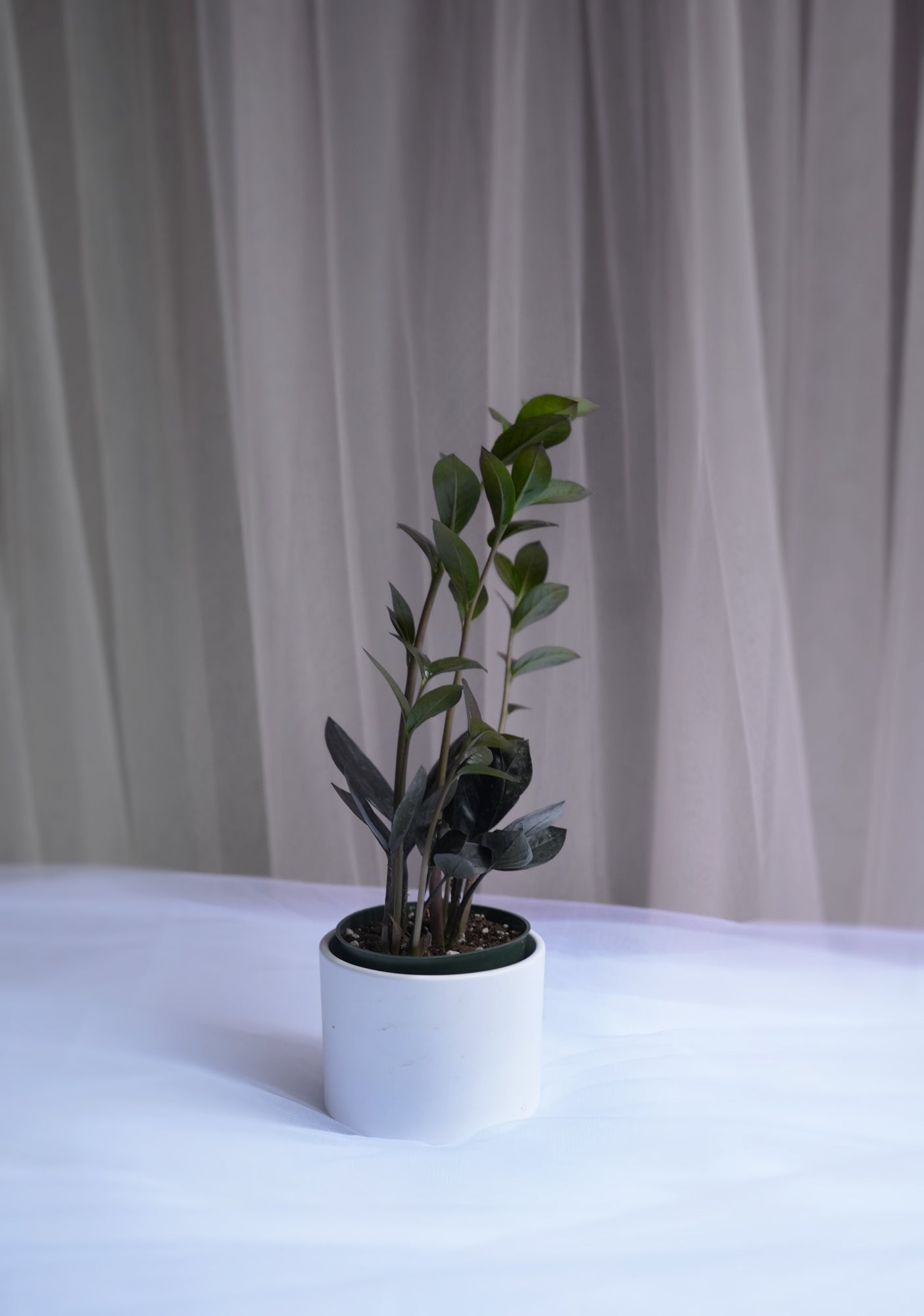 ZZ Plant Black 4